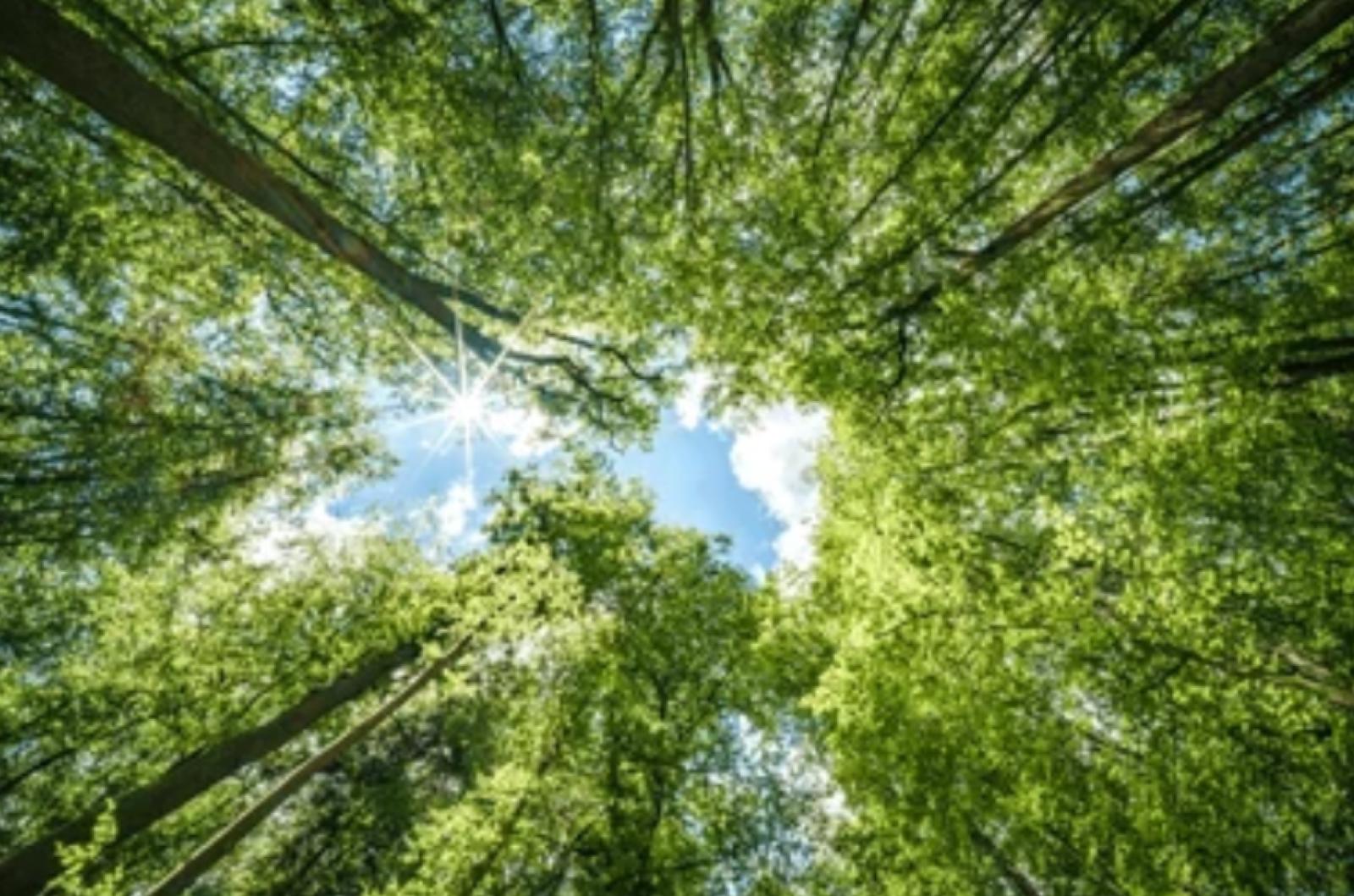 Why you should practice Somatic. The teachings of Thomas Hanna