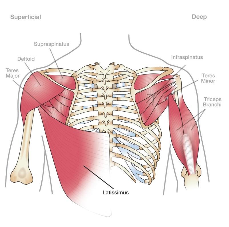 Yoga for Shoulder Injury Prevention \ Posture Alignment with Silvia
